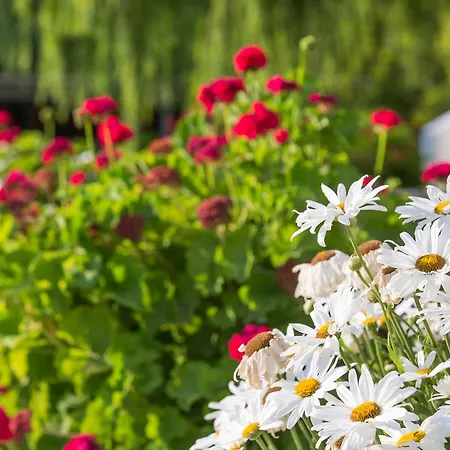 Aparthotel Dioni Aspous