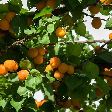 Dioni Aparthotel Aspous